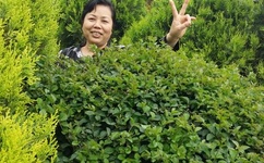 草莓丝瓜香蕉向日葵榴莲18岁污